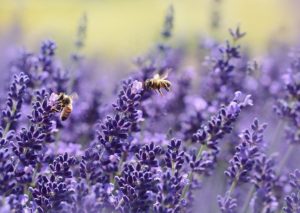 Einen bienenfreundlichen Garten anlegen kann jeder mit den richtigen insektenfreundlichen Pflanzen ganz einfach.